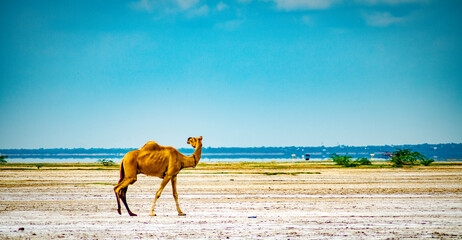 camel in the desert