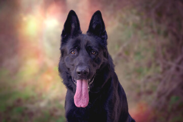 Young dog in the forest. Black dog in the nature. Happy young black dog.