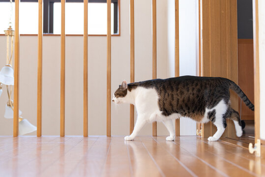家の中を歩き回る猫　キジトラ猫