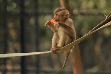 baboon sitting on a branch