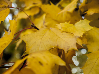 Closeup shot of yellow autumn leaves growing on a tree