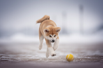 Cute red akita inu puppy with big ears and fluffy tail running after a yellow ball on a snowy path against the background of a winter cityscape