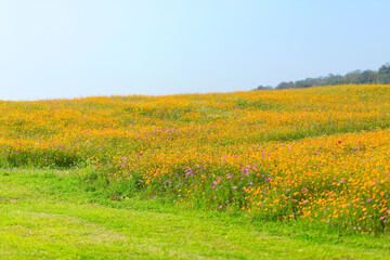 Yellow cosmos flowers in the garden can grow in cold place at Northern of Thailand. It&rsquo;s a green field, yellow flower in light blue sky as natural theme.