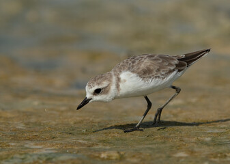 Obraz premium Kentish Plover feeding in the morning at Busaiteen beach, Bahrain
