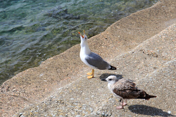 seagull on the rock in the Black Sea