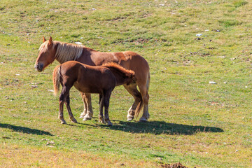 Brown mare suckling foal in mountain