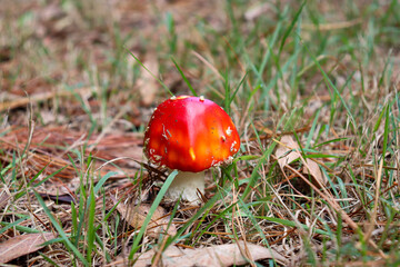 red mushroom in grass