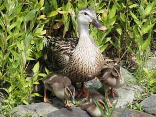 Imposing duck parent and child