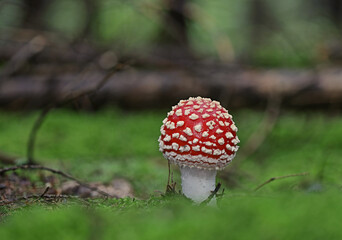 Wild forest mushroom close up macro