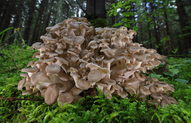 Wild forest mushroom close up macro