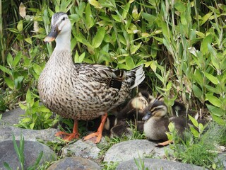 Imposing duck parent and child