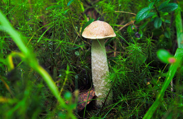 Young Boletus mushroom close-up. Mushroom picking in the Karelian forest in Russia.
