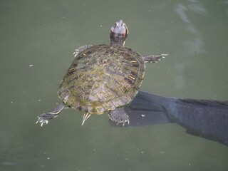 Imposing duck parent and child