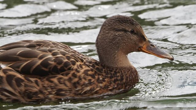 wild duck swimming in the lake