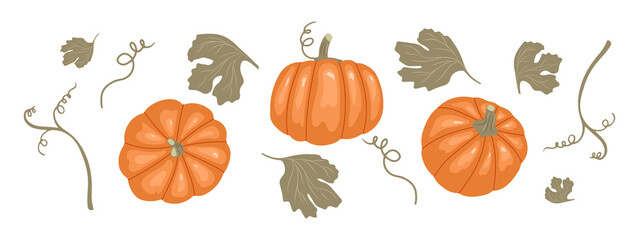 Pumpkin set with stems and leaves. Top, front and side views. Vector illustration in hand drawn style. Thanksgiving Day