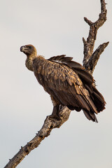 White-backed vultures roosting in a tree over a carcass in the Kruger Park, South Africa