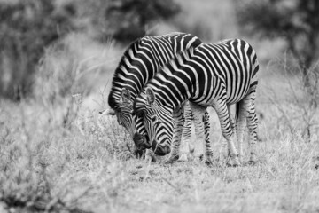 Fototapeta na wymiar Burchell's zebras in the savannah grasslands of the Kruger National Park, South Africa