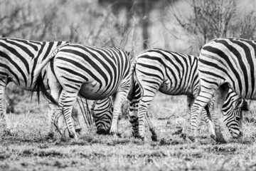 Fototapeta na wymiar Burchell's zebras in the savannah grasslands of the Kruger National Park, South Africa