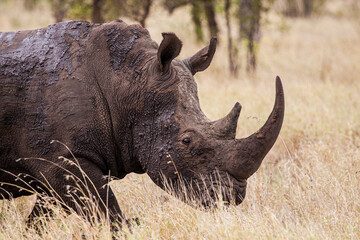 Fototapeta premium Southern White Rhino grazing in the tall dead grass in the Kruger National Park, South Africa