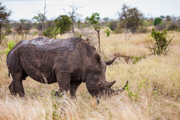 Obraz premium Southern White Rhino grazing in the tall dead grass in the Kruger National Park, South Africa