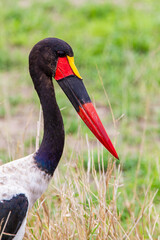 Saddle-billed stork portrait as it walks through the grass in the Kruger Park, South Africa