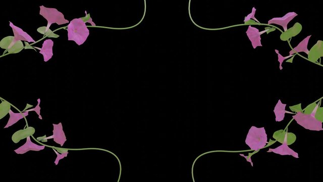 the purple flowers of the morning gloria bloom gradually on a green stem against a black background. animation. 3d render