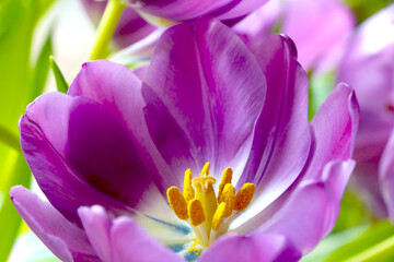 Fototapeta na wymiar Close-up of a flowering tulip in a garden or park.