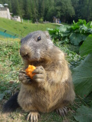 Murmeltier, marmot, Möhre