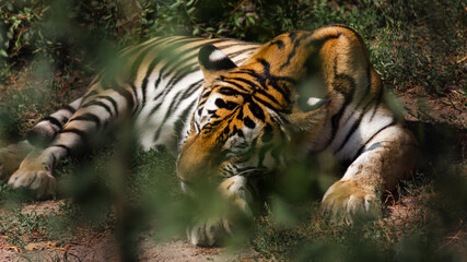 Fototapeta na wymiar Tiger in the zoo