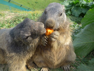 Murmeltier, marmot, Möhre