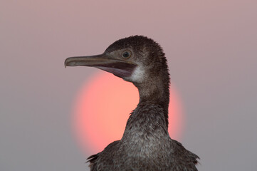 Socotra cormorant and the sun, Bahrain
