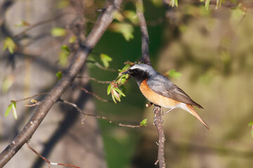 Gartenrotschwanz (Phoenicurus phoenicurus) Männchen in der Oberlausitz	