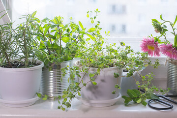Pots with aromatic herbs on window sill