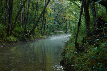 Obraz premium Small forest river running in a deep forest
