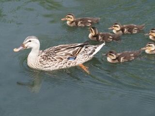 Imposing duck parent and child