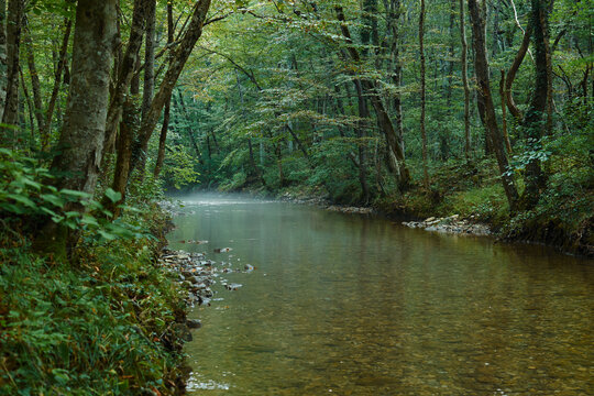 Small forest river running in a deep forest