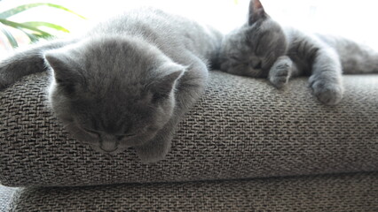 S&uuml;&szlig;e Kitten - zwei schlafende britisch Kurzhaar Katzen