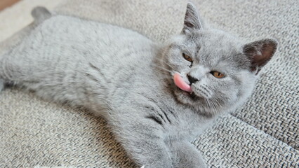 S&uuml;&szlig;e Kitten - schleckende britisch Kurzhaar Katze