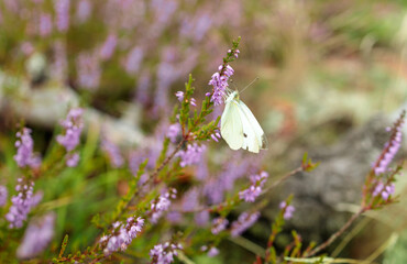 Bielinek kapustnik i wrzos, las, jesień