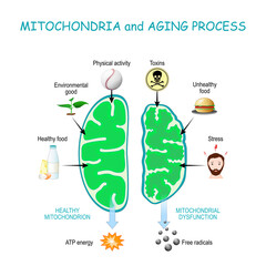 Mitochondria and aging process - obrazy, fototapety, plakaty