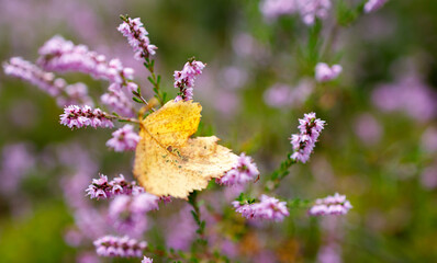 żółty liść leszczyny wśród wrzosów