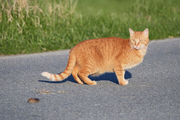 Katze mit erbeuteter Maus	