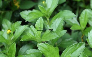 A yellow striped black damselfly resting top of a grass leaf