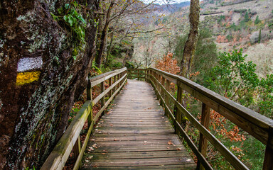 Footbridge in atlantic forest