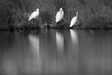 Little Egrets at Asker marsh in the mroning hours, Bahrain