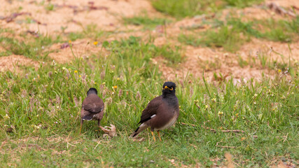 Pair of mynah searching in a grass