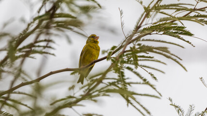 European greenfinch