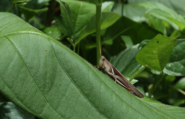 Close up of a brown grasshopper resting top of a large green leaf