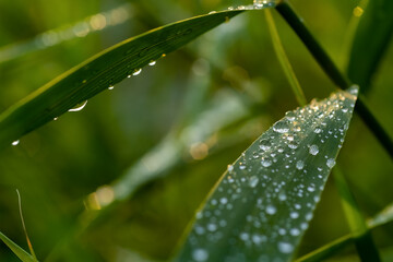 Gras Wasser Tropfen Tau Halm Regen Makro Nahaufnahme Details Sonne Reflektion Spiegelung Linse...