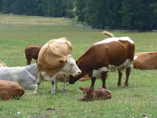 Fototapeta na wymiar Kühe, cows